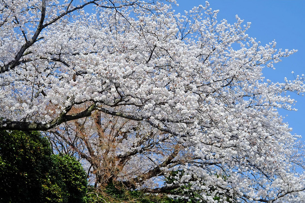 50mmF2[1].8(桜５).JPG